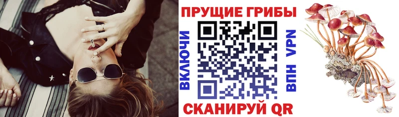 даркнет сайт  Гаврилов-Ям  Галлюциногенные грибы Cubensis 